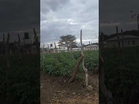 TOMATO PRODUCTION Tomatoproduction Agriculture Tomata Fyp