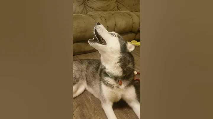 Ollie Pop the Siberian Husky howling
