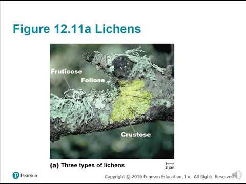 BIO 220 Chapter 12 Eukaryotic Pathogens