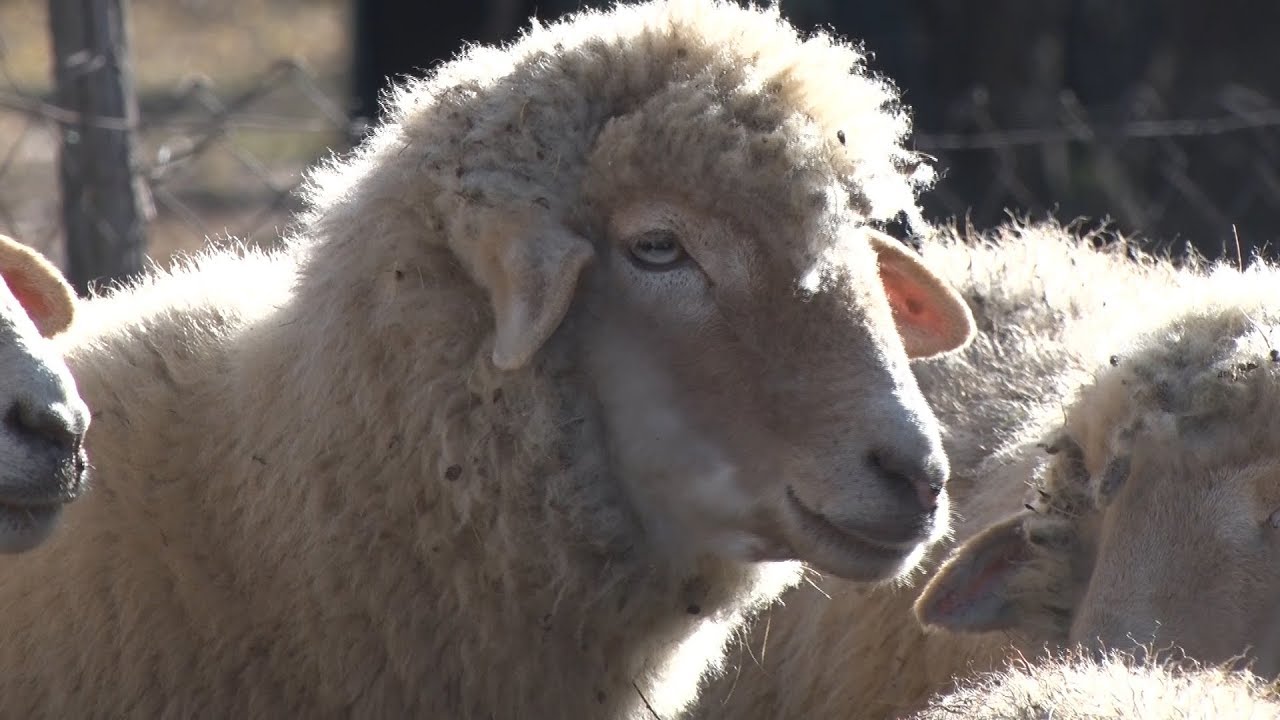 Krivovirske žuje - Valakonje
