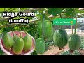 Growing Short Ridge Gourd (Luffa) at Home / How to Grow Ridge Gourd from Seeds till Harvest