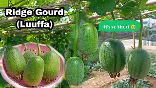 Growing Short Ridge Gourd (Luffa) at Home / How to Grow Ridge Gourd from Seeds till Harvest