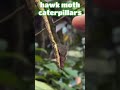 This is not #snake it's #caterpillar #education #shorts #biology #science #shortsfeed #shortvideo