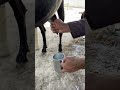 Goat Milking Scene 🥛 #goatfarm #milking #viral #trending