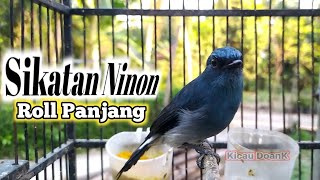 SIKATAN NINON GACOR ROLL PANJANG Burung Sitrun Biru Gacor