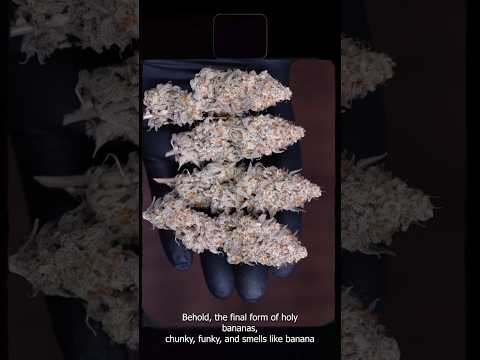 GROWING SEED TO HARVEST | ORGANIC HOLY BANANA'S #organicgardening