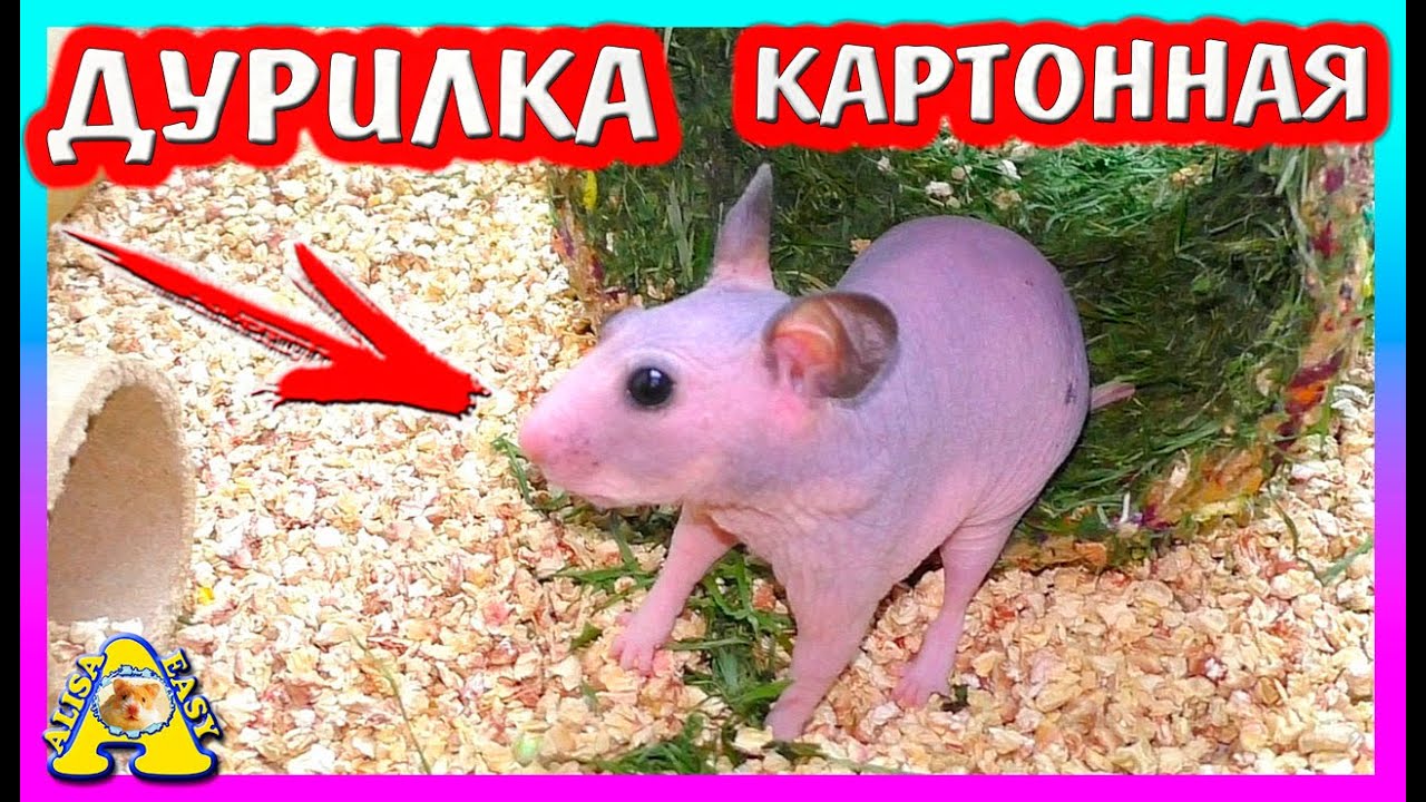 ГУЛЯЮ С ЛЫСЫМ ХОМЯКОМ / МОЖНО ХОМЯКУ МАНДАРИНЫ, АНАНАС, ХУРМУ, АПЕЛЬСИН, ЛИМОН / ALISA EASY PETS