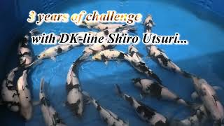 Shiro Utsuri Dreams continue on!