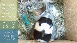 The Varied Tit's Nest Gets a Little Colorful...! by しめさん Shimesan 7,696 views 2 weeks ago 12 minutes, 22 seconds