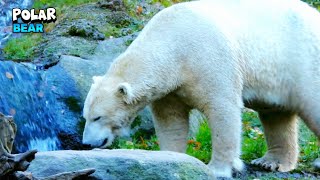 Majestic Great Polar Bear With Its Stunning Beauty And Awe-Inspiring Presence