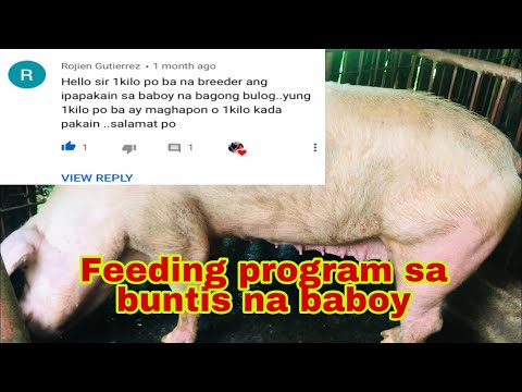 Feeding program sa buntis na baboy | pagsagot s katanungan ng ating kaibigan | Ryan Patenio