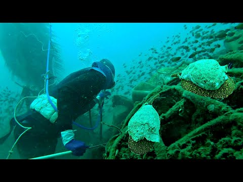 Video Lặn Biển Tại Điểm Gò Đen | Điểm Chà 6 Anh Kiếm Được... - youtube
