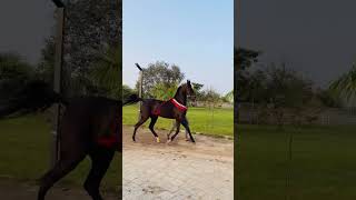 Beautiful Marwari Filly Sire By Champion Stellion Saptash