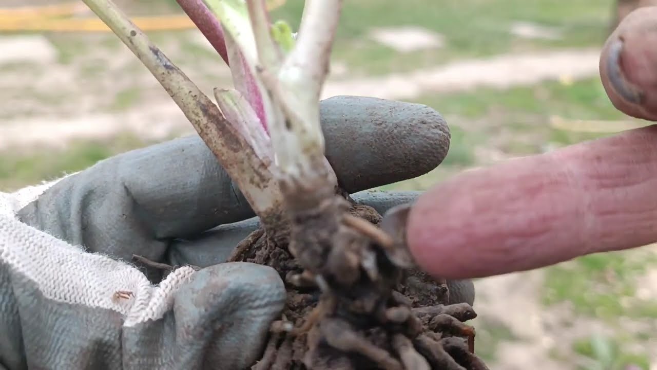 Ділимо чемерник. Ділення морозника.