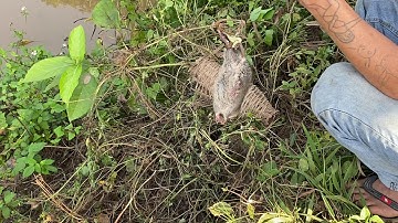 Bẫy chuột KHÔNG cần mồi,5 phút có kết quả.lh:0392029881