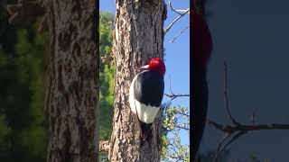 The beautiful Red Headed Woodpecker