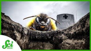 The Bees That Eat Corpses