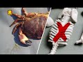 Crab (Bangla) | কাঁকড়া