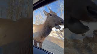 Elk Enjoying a Carrot Snack