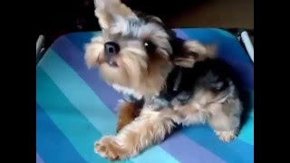 Cute Puppy Counter Attack XD
