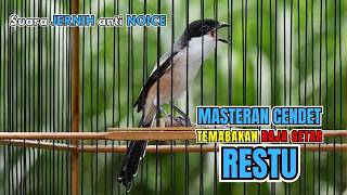 Masteran Cendet  Tembakan Raja Getar Restu Suara Jernih
