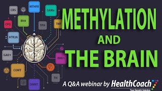 Methylation and The Brain