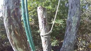 Dismantling A Large White Oak Tree Part 5 - (2017)