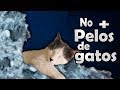 Pelos de gato método efectivo para evitar la caída del pelo  (comprobado) #Gatos