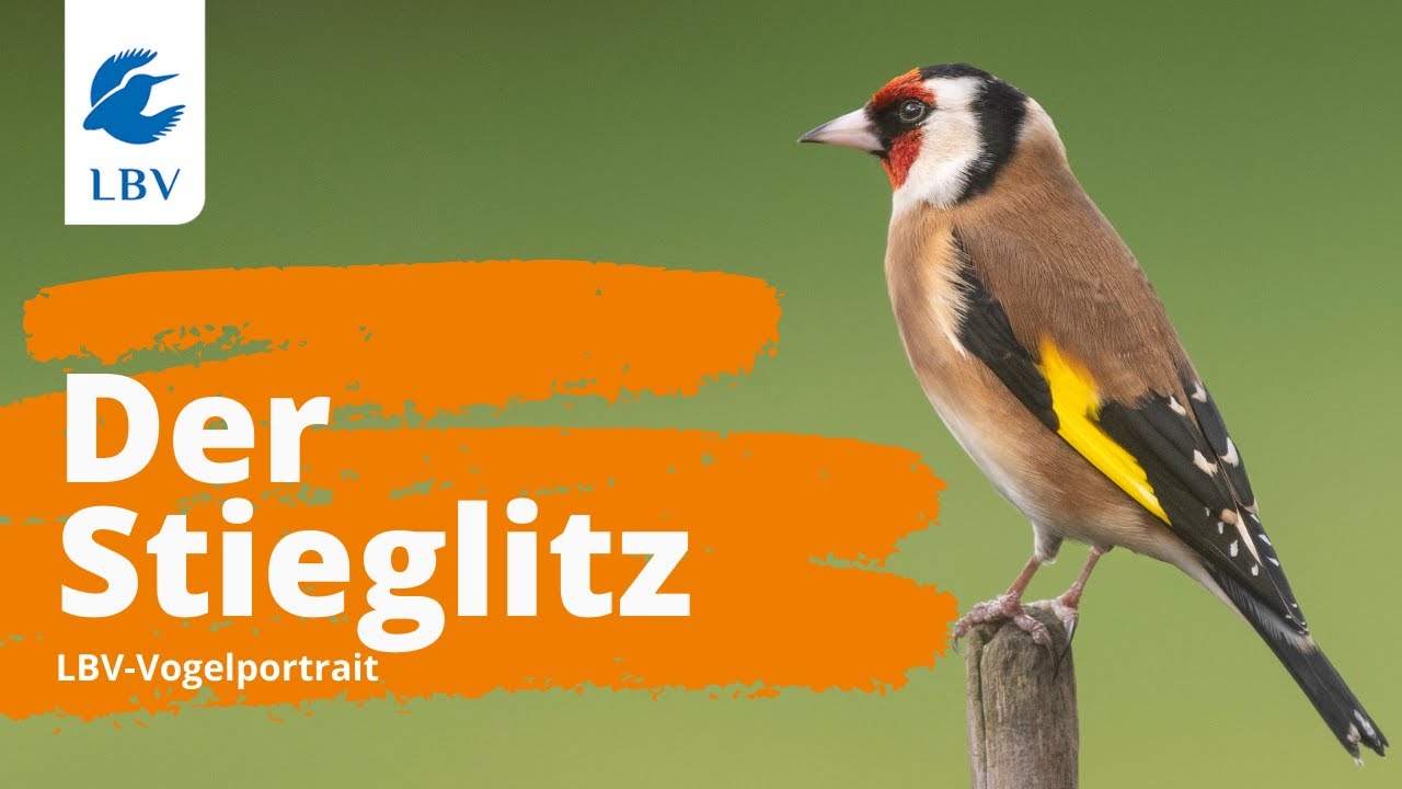 Der Stieglitz (Carduelis carduelis) Steckbrief + Gesang. Vogelarten