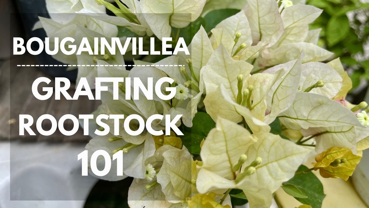 GRAFTING BOUGAINVILLEA 101 | Mikel Awitan