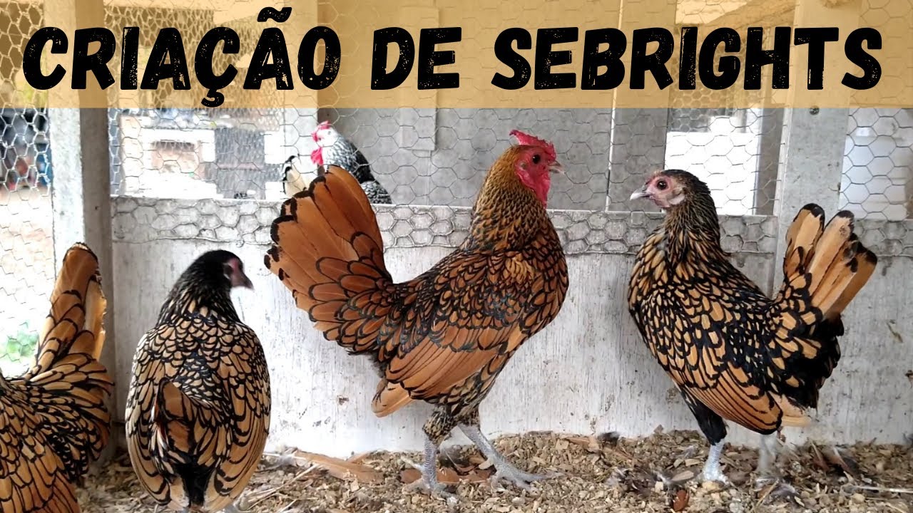 Nossas baias de sebright + padrão da raça | Coração Campeiro
