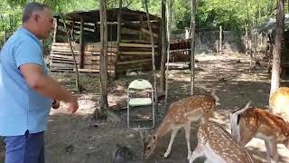FOTO VIDEO ”La Nic„ - Ferma unde se pot vedea și mângâia singurii cerbi lopătari din județul Sibiu 5 video
