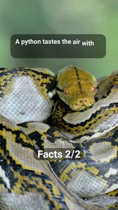 Interesting Facts About Pythons #12 #shorts - YouTube