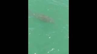 Manatee Spotted At Rodanthe Pier
