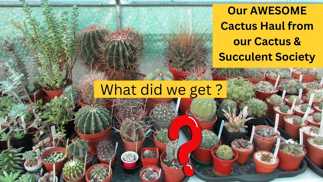 Our AWESOME NEW Cactus Plants from our Cactus & Succulent Society | What did we get ? 