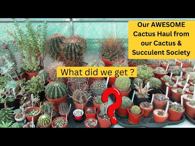 Our AWESOME NEW Cactus Plants from our Cactus & Succulent Society | What  did we get ? #cactus - YouTube