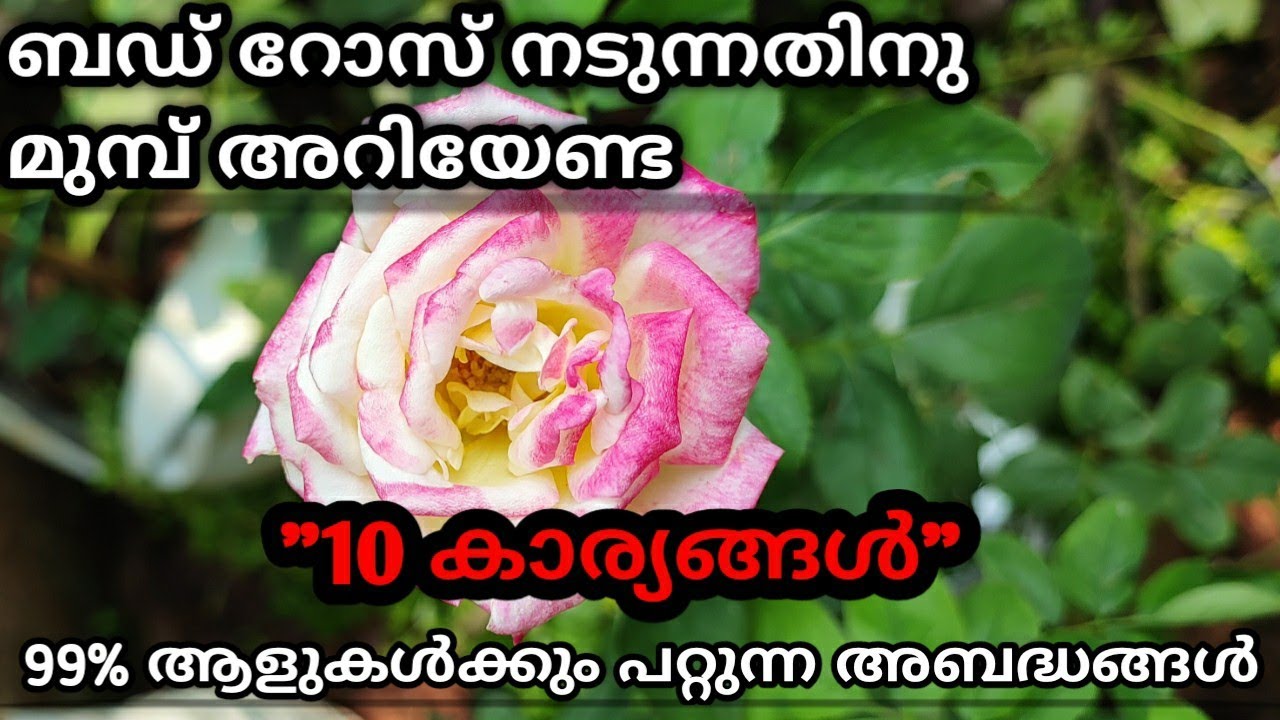 ബഡ് റോസ്  നടുമ്പോൾ ശ്രദ്ധിക്കേണ്ട 10 കാര്യങ്ങൾ. Budrose /rose budding /grafted rose #rose #budrose