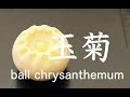 【和菓子職人】練りきり製「玉菊」作り方紹介
