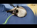 【短め動画】猫じゃらしで遊ぶ