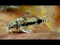 【チャーム】コリドラス・ハブロースス Corydoras habrosus charm動画