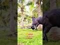 𝐑𝟕 ❤️‍🔥𝐀𝐆𝐍𝐈👿𝐊𝐀𝐑𝐔𝐏𝐏𝐀𝐍🤬𝐌𝐀𝐒𝐒// #jallikattu #bull #kangeyam #trending #cow #newreel #viral #viralshorts