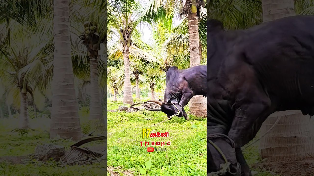 𝐑𝟕 ❤️‍🔥𝐀𝐆𝐍𝐈👿𝐊𝐀𝐑𝐔𝐏𝐏𝐀𝐍🤬𝐌𝐀𝐒𝐒// #jallikattu #bull #kangeyam #trending #cow #newreel #viral #viralshorts