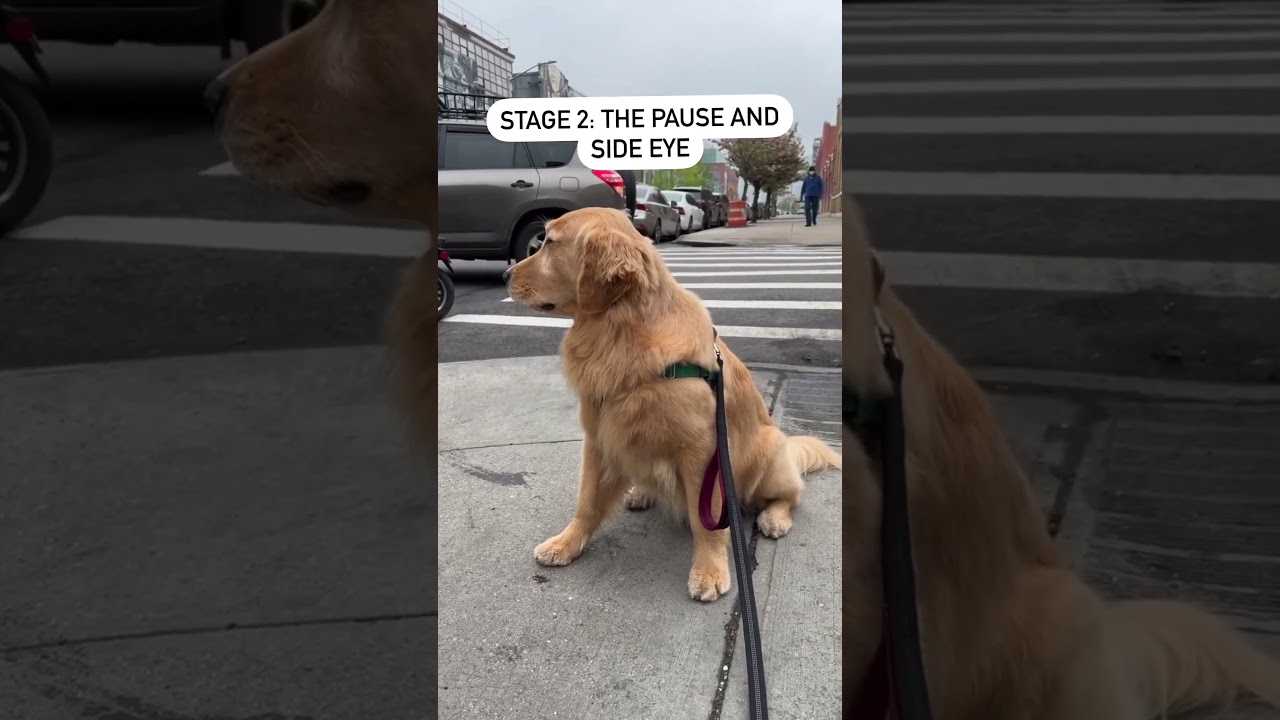 The 6 Stages of Walking a Golden Retriever!