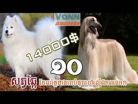 ១០ សត្វឆ្កែដែលថ្លៃជាងគេបំផុតនៅលើពិភពលោក | VANN DISCOVER