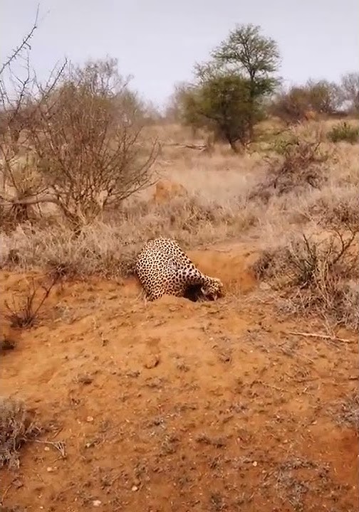 Jaguar After Black Mamba Bite Digging Tunnel #shorts