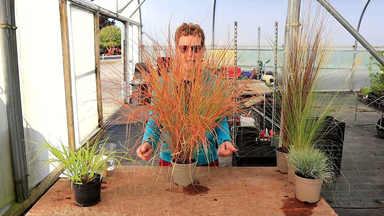 Rosy's 5 Favourite Short Grasses