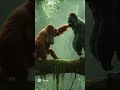 ‼️ORANGUTAN VS GORILLA‼️ #gorilla #orangutan  #1v1 #naturebattle #trending