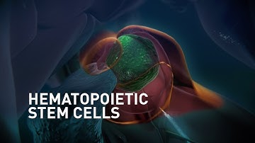 Hematopoietic Stem Cells Induction and Migration in Zebrafish | Science Animation | MoA Animation