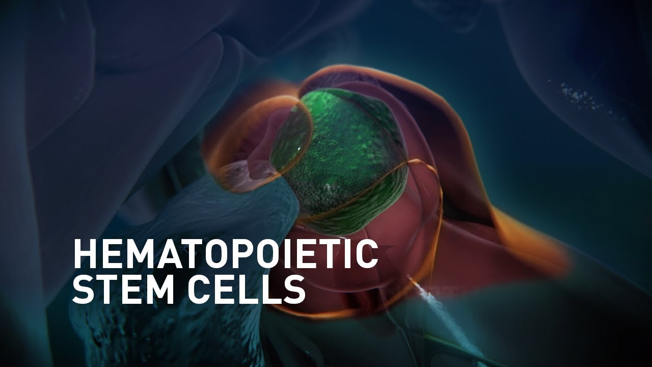 Hematopoietic Stem Cells Induction and Migration in Zebrafish | Science ...