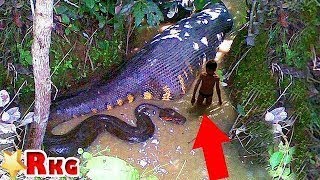 衝撃 アマゾンに生息している 恐ろしすぎる生物５選 Youtube